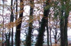 trees_menu1.jpg