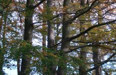 trees_menu10.jpg