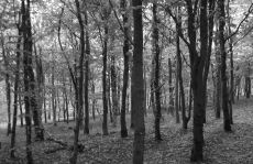 trees_menu11.jpg
