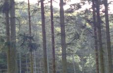 trees_menu12.jpg