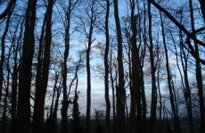 trees_menu13.jpg