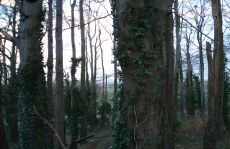 trees_menu15.jpg