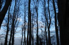 trees_menu16.jpg