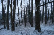 trees_menu18.jpg