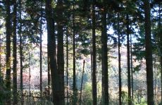 trees_menu2.jpg