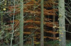 trees_menu4.jpg
