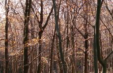 trees_menu6.jpg