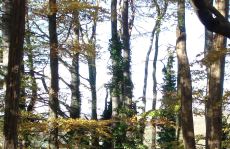 trees_menu7.jpg