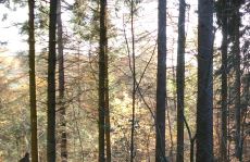 trees_menu8.jpg