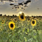 Version 9.3.1.7 released