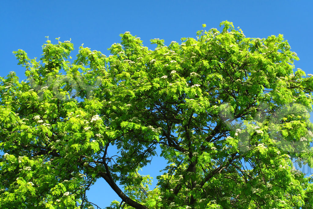 blue sky