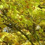 Updates for both the Windows and Linux versions of the SDK