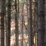 Softek Barocde Reader SDK Troubleshooting